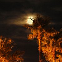 image 4157-palms-and-moon-jpg