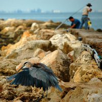 image 4306-bird-and-fisherman-jpg