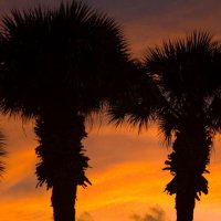 image 4402-blazing-palms-jpg