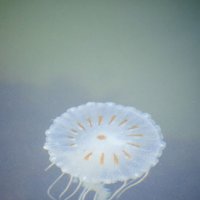 image 5519-jellyfish-jpg
