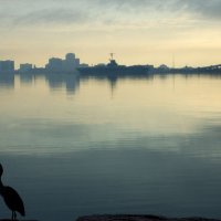 image 5547-tall-bird-skyline-jpg