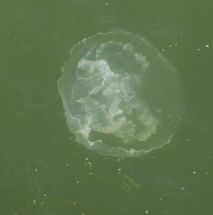 jellyfish