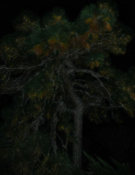 3490-old-pine.jpg