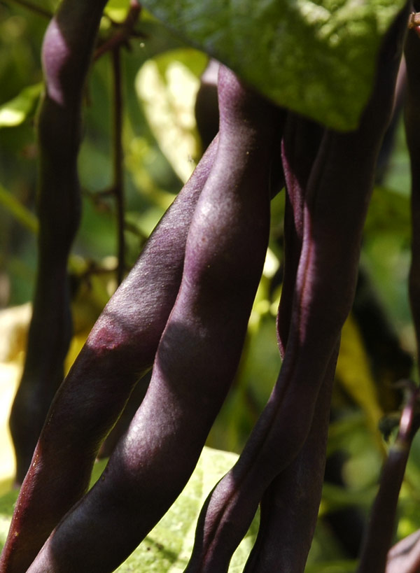 purple potted pole bean