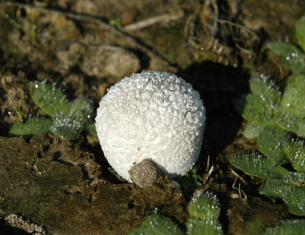 4825-Osceola_fungus-20090911
