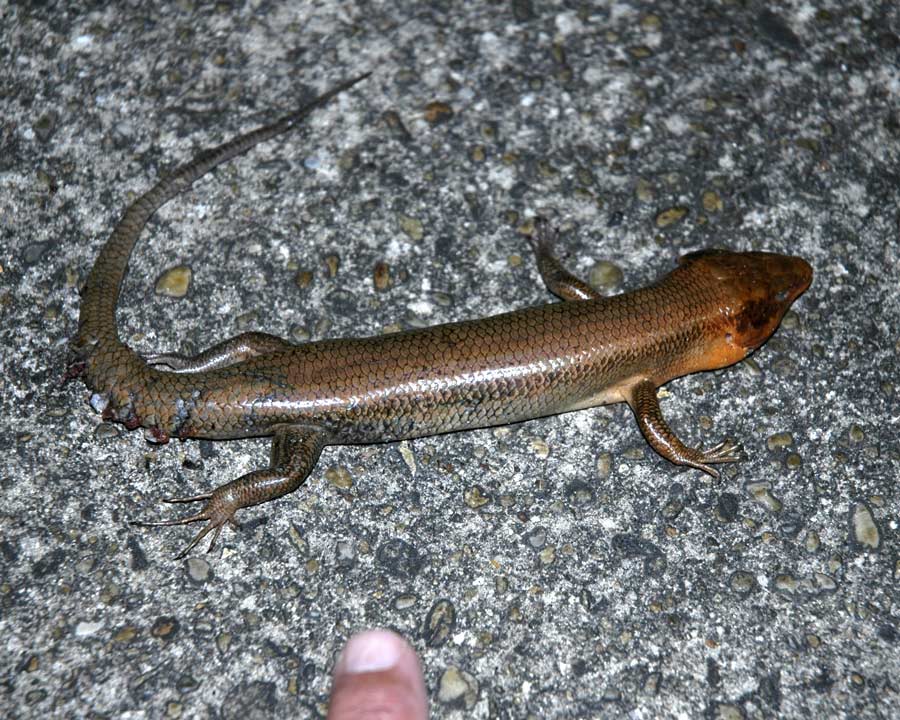 Navarre lizard - 2010 01 25