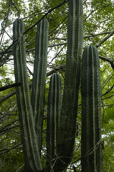 Mayapan Tall San Pedro