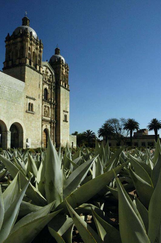 church with agave