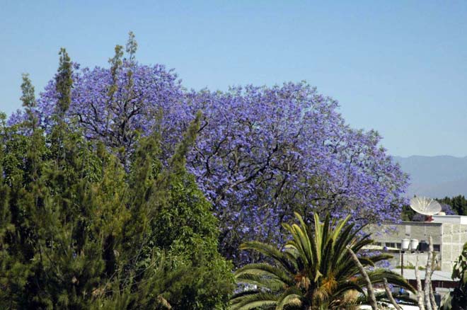 purple flower tree