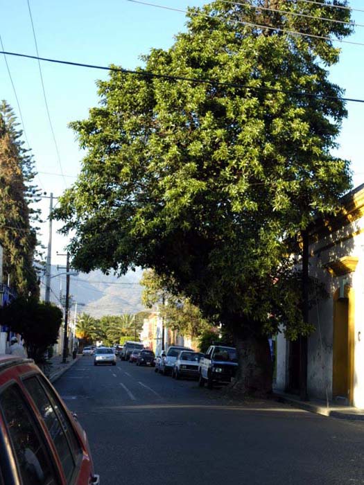 tree in street