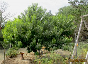 peach before trim